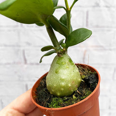 Hydnophytum Papuanum Ant Plant House Plant 6cm Pot House Plant