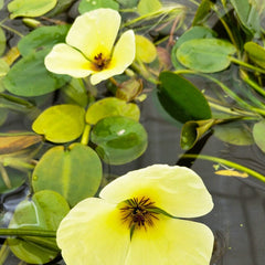 Hydrocleys Nymphoides Aquatic Pond Plant - Water Poppy Aquatic Plants