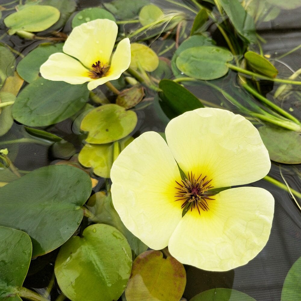 Hydrocleys Nymphoides Aquatic Pond Plant - Water Poppy Aquatic Plants