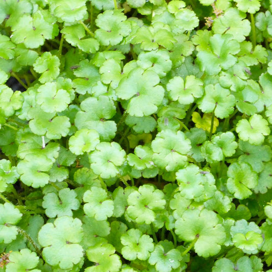 Hydrocotyle Nova Zealand Aquatic Pond Plant - Asian Pennywort Aquatic Plants