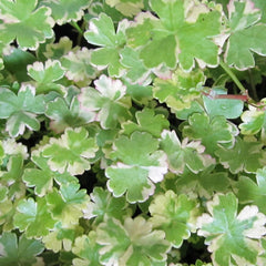 Hydrocotyle Sibthorpioides Var Aquatic Pond Plant Aquatic Plants