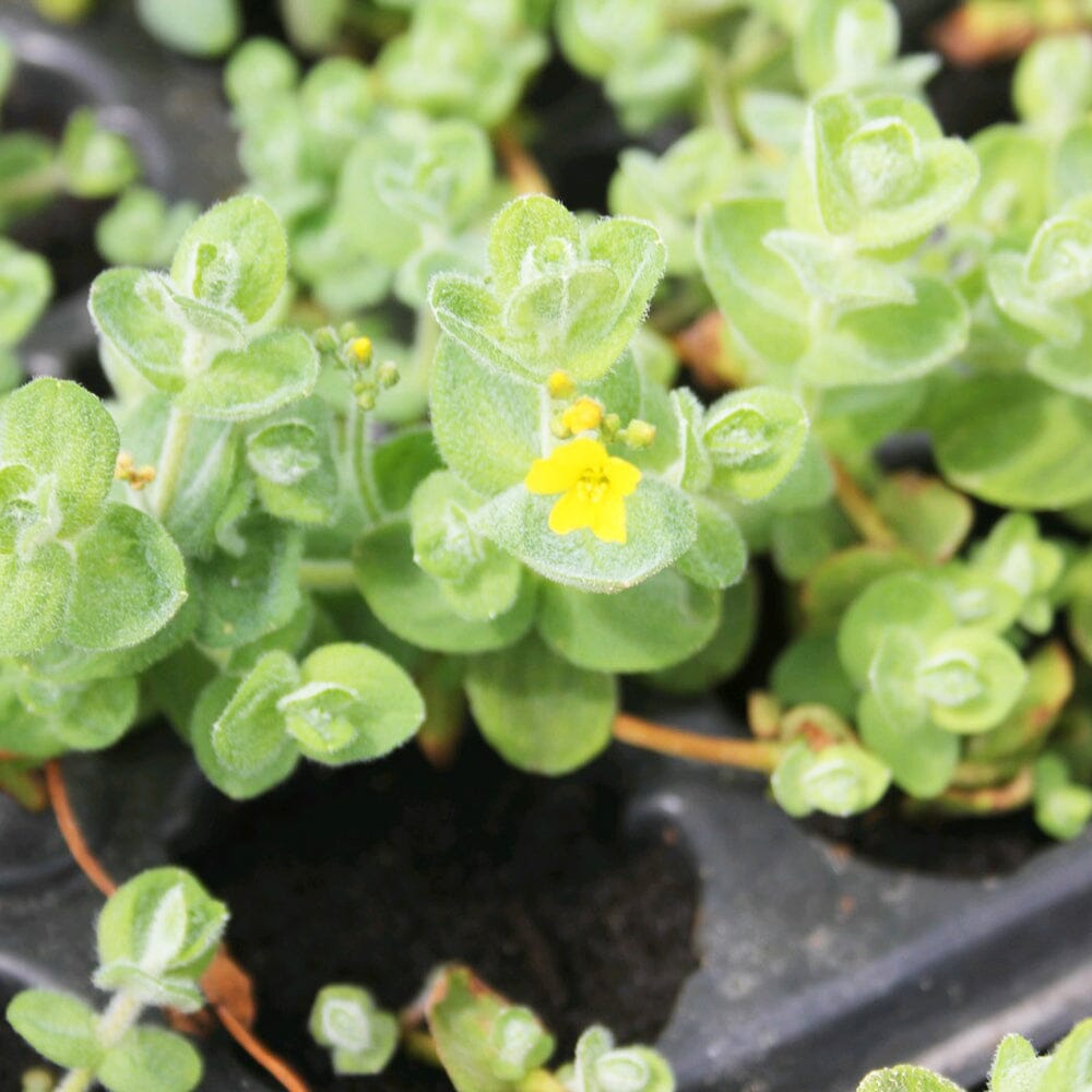 Hypericum Elodes Aquatic Pond Plant - Marsh St John's Wort Aquatic Plants