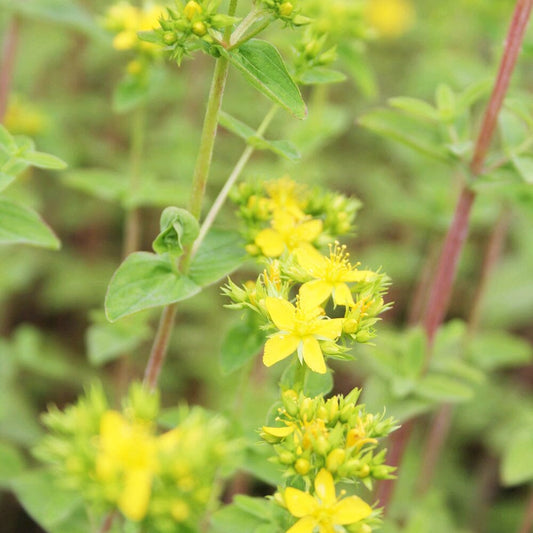 Hypericum Tetrapterum Aquatic Pond Plant - Square Stalked St John's Wort Aquatic Plants