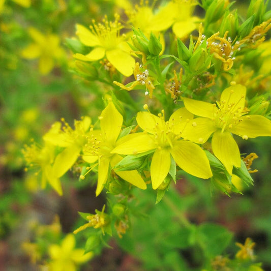 Hypericum Tetrapterum Aquatic Pond Plant - Square Stalked St John's Wort Aquatic Plants