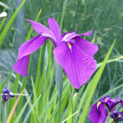 Iris Ensata Aquatic Pond Plant - Japanese Iris Aquatic Plants