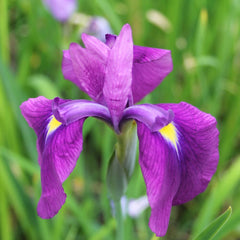 Iris Ensata Aquatic Pond Plant - Japanese Iris Aquatic Plants