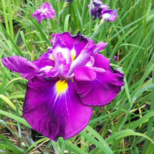 Iris Ensata Eileen's Dream Aquatic Pond Plant - Japanese Iris Aquatic Plants