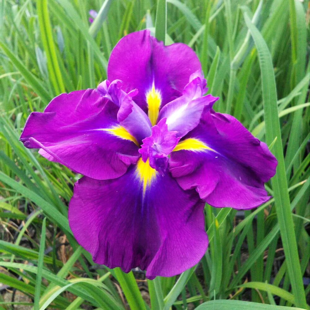 Iris Ensata Eileen's Dream Aquatic Pond Plant - Japanese Iris Aquatic Plants