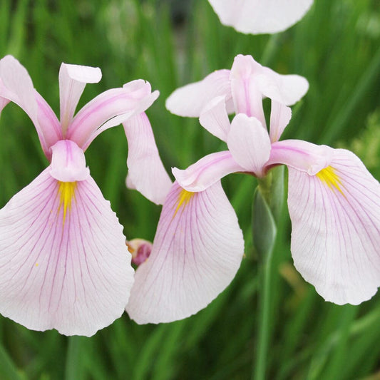 Iris Ensata Rose Queen Aquatic Pond Plant - Japanese Iris Aquatic Plants