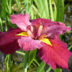 Iris Louisiana Ann Chowning Aquatic Pond Plant - Louisiana Iris Aquatic Plants