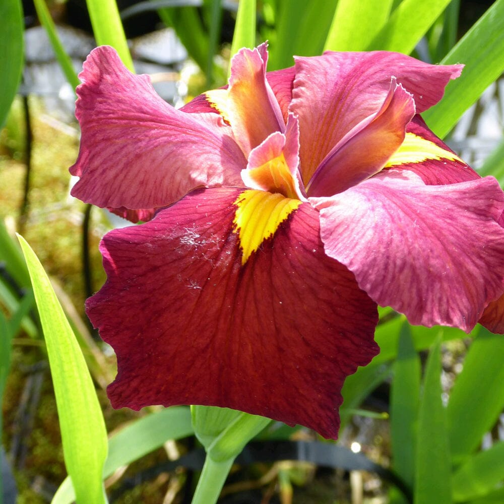 Iris Louisiana Ann Chowning Aquatic Pond Plant - Louisiana Iris Aquatic Plants