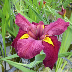 Iris Louisiana Ann Chowning Aquatic Pond Plant - Louisiana Iris Aquatic Plants