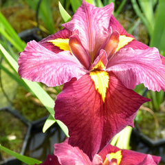 Iris Louisiana Ann Chowning Aquatic Pond Plant - Louisiana Iris Aquatic Plants