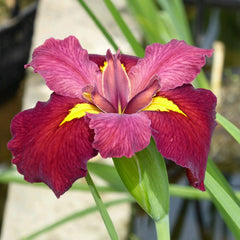 Iris Louisiana Ann Chowning Aquatic Pond Plant - Louisiana Iris Aquatic Plants