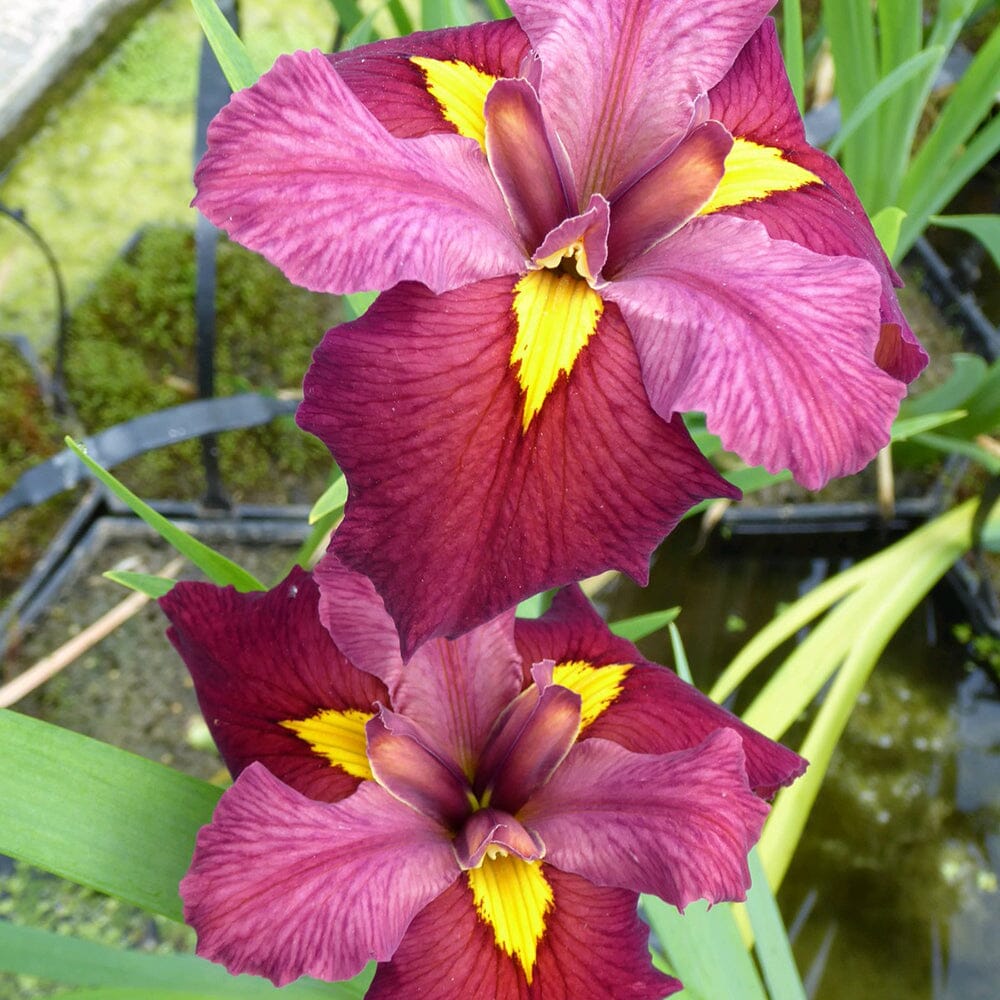 Iris Louisiana Ann Chowning Aquatic Pond Plant - Louisiana Iris Aquatic Plants