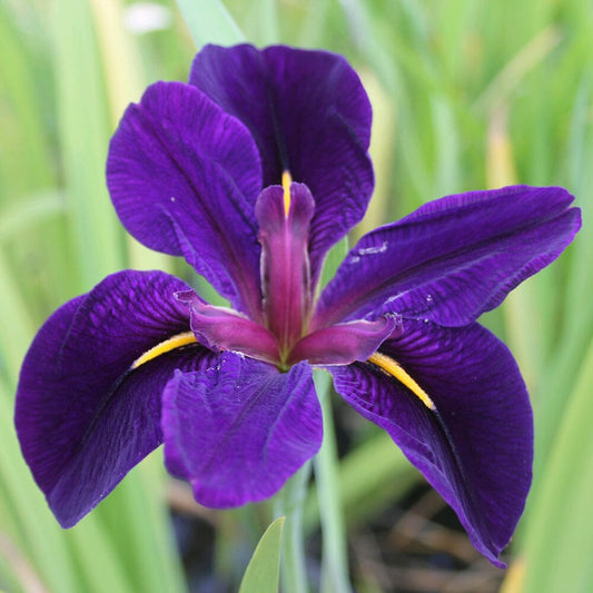 Iris Louisiana Black Gamecock Aquatic Pond Plant Aquatic Plants