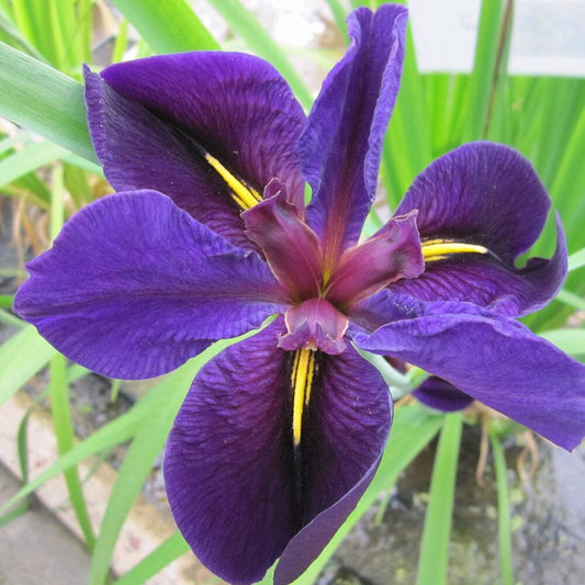 Iris Louisiana Black Gamecock Aquatic Pond Plant Aquatic Plants