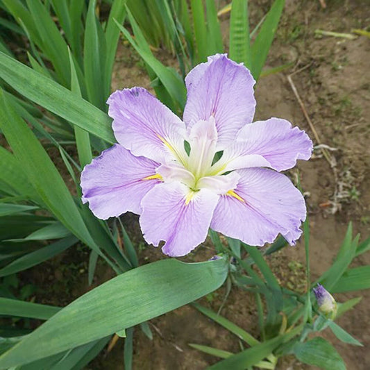 Iris Louisiana Dancing Vogue Aquatic Pond Plant - Louisiana Iris Aquatic Plants