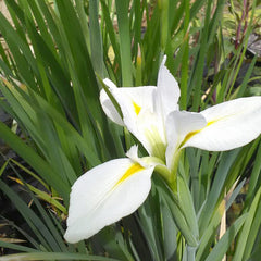 Iris Louisiana Her Highness Aquatic Pond Plant - Louisiana Iris Aquatic Plants