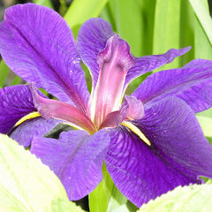 Iris Louisiana Marie Gallais Aquatic Pond Plant - Louisiana Iris Aquatic Plants