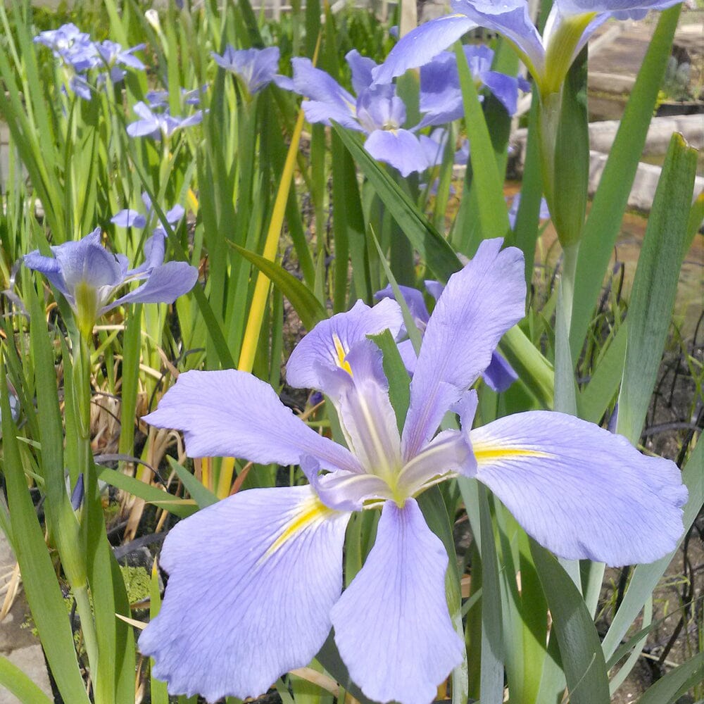 Iris Louisiana Sea Wisp Aquatic Pond Plant - Louisiana Iris Aquatic Plants