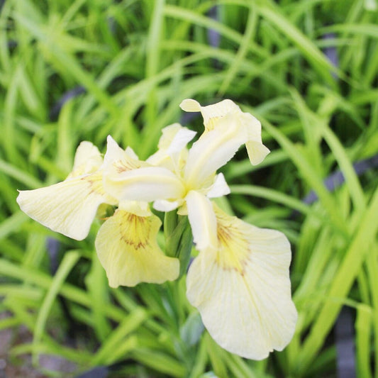 Iris Pseudacorus Alba Aquatic Pond Plant - Yellow Flag Iris Aquatic Plants