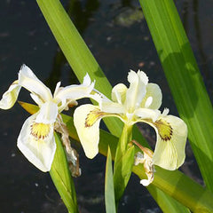 Iris Pseudacorus Alba Aquatic Pond Plant - Yellow Flag Iris Aquatic Plants