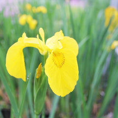 Iris Pseudacorus Aquatic Pond Plant - Yellow Flag Iris Aquatic Plants