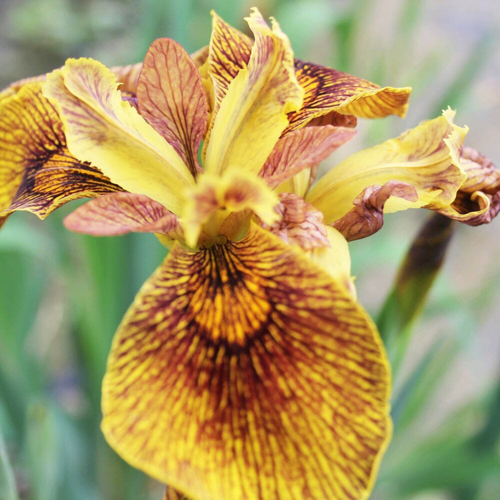 Iris Pseudacorus Berlin Tiger Aquatic Pond Plant - Yellow Flag Iris Aquatic Plants