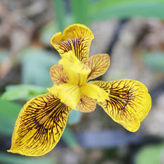 Iris Pseudacorus Berlin Tiger Aquatic Pond Plant - Yellow Flag Iris Aquatic Plants