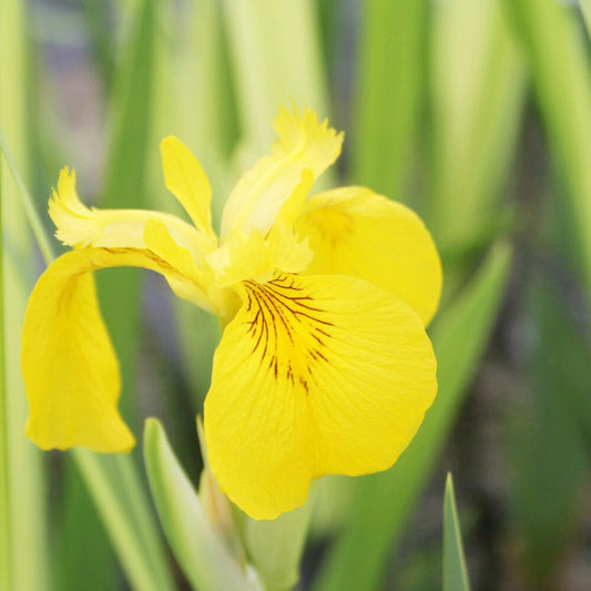 Iris Pseudacorus Variegata Aquatic Pond Plant - Yellow Flag Iris Aquatic Plants