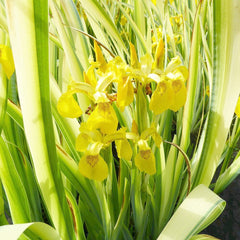 Iris Pseudacorus Variegata Aquatic Pond Plant - Yellow Flag Iris Aquatic Plants