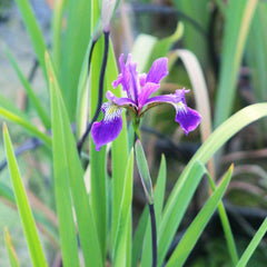 Iris robusta Gerald Darby Aquatic Pond Plant - Louisiana Iris Aquatic Plants