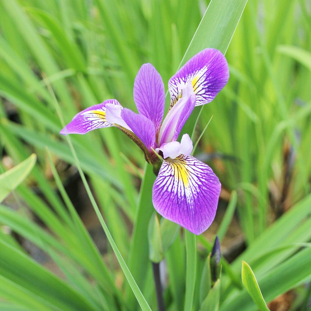 Iris robusta Gerald Darby Aquatic Pond Plant - Louisiana Iris Aquatic Plants