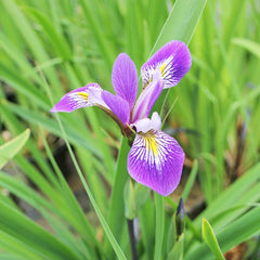 Iris robusta Gerald Darby Aquatic Pond Plant - Louisiana Iris Aquatic Plants