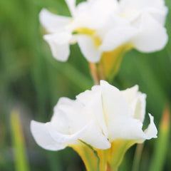 Iris Sibirica Snow Queen Aquatic Pond Plant - Snow Iris Aquatic Plants