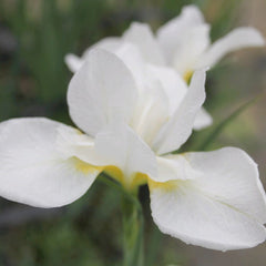 Iris Sibirica Snow Queen Aquatic Pond Plant - Snow Iris Aquatic Plants