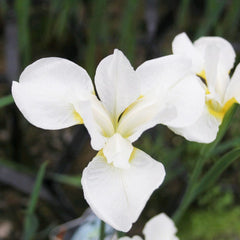 Iris Sibirica Snow Queen Aquatic Pond Plant - Snow Iris Aquatic Plants