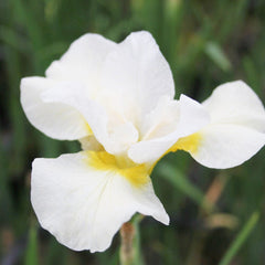 Iris Sibirica Snow Queen Aquatic Pond Plant - Snow Iris Aquatic Plants