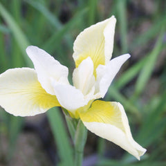 Iris Sibirica Snow Queen Aquatic Pond Plant - Snow Iris Aquatic Plants