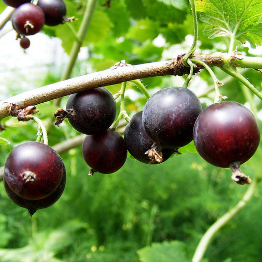 Jostaberry (Ribes nidigrolaria) Fruit Bush 3ltr Pot Fruit