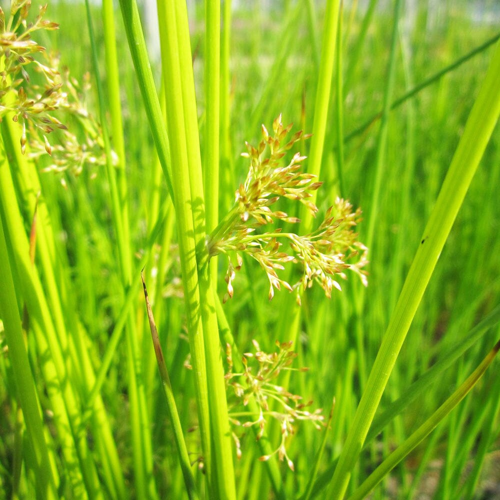 Juncus Effusus Aquatic Pond Plant - Soft Rush – Plants For All Seasons