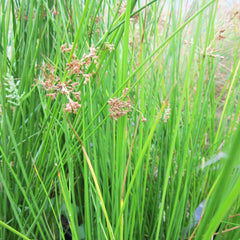 Juncus Effusus Aquatic Pond Plant - Soft Rush Aquatic Plants