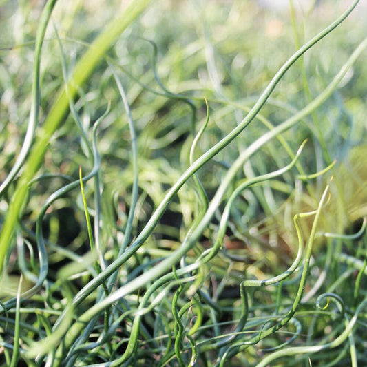 Juncus Effusus Spiralis Aquatic Pond Plant - Corkscrew Rush Aquatic Plants