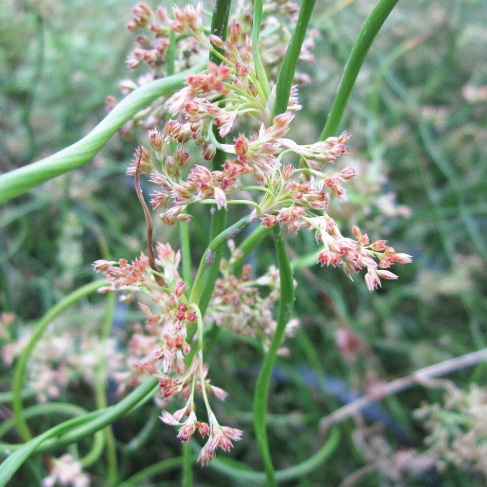 Juncus Effusus Spiralis Aquatic Pond Plant - Corkscrew Rush Aquatic Plants