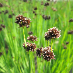 Juncus Ensifolius Aquatic Pond Plant - Flying Hedgehog Rush Aquatic Plants