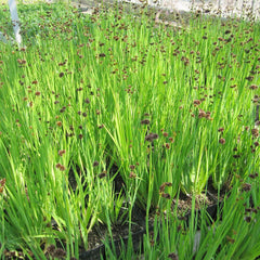 Juncus Ensifolius Aquatic Pond Plant - Flying Hedgehog Rush Aquatic Plants