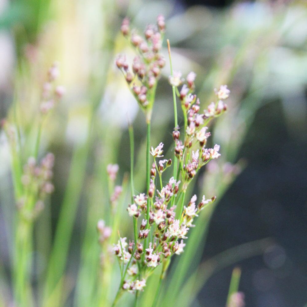 Juncus Maritimus Aquatic Pond Plant - Sea Rush Aquatic Plants