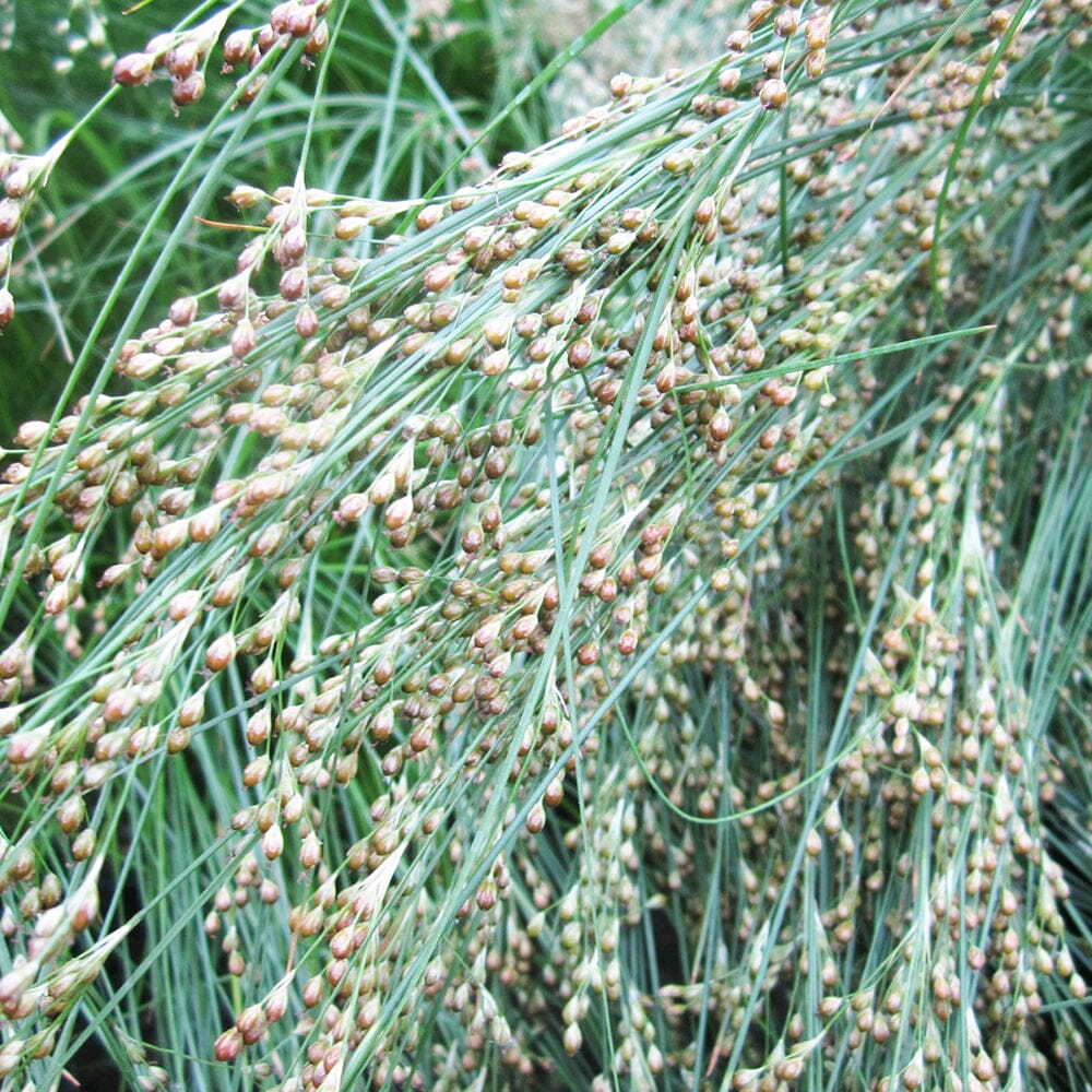 Juncus Maritimus Aquatic Pond Plant - Sea Rush Aquatic Plants