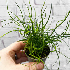 Juncus Spiralis Fern House Plant 6cm Pot House Plant